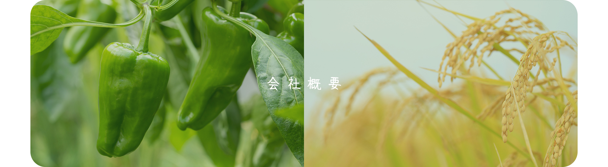 会社概要